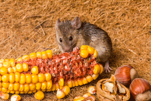 Mouse eating Corn